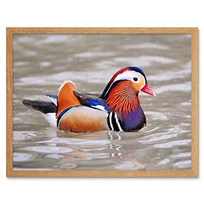 Image of Wee Blue Coo Animal Bird Male Mandarin Duck Art Print Framed Poster Wall Decor 12X16 Inch