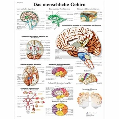 Image of 3B Scientific Anatomical Chart &#039;Das Menschliche Gehirn&#039; (&#039;The Human Brain&#039;), VR0615UU, [German Language]