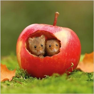 Image of Birthday/Blank Greeting Card for Him/Her Male/Female Harvest Mice BBC Springwatch General Suitable Any Occasion Made in the UK Eco Friendly