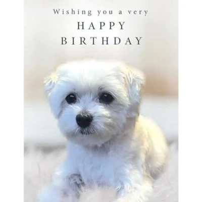 Image of Piccadilly Greetings Wishing you a very Happy Birthday Card Cute Maltese Dog 8 x 6 inches