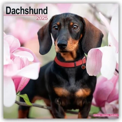 Image of Dachshund 2025 Square Wall Calendar Dog Breed Calendar: Original Avonside Kalender [Mehrsprachig] [Kalender]
