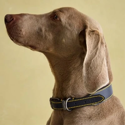 Image of Joules Rosewood Navy Blue Leather Dog collar, Navy, Medium