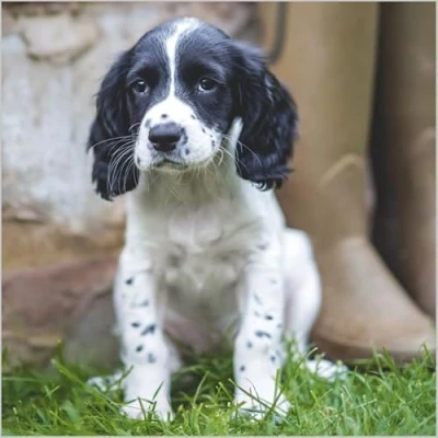 Image of Abacus Cards Birthday/Blank Card for Men/Women General Male/Female Springer Spaniel Puppy Eco Friendly and Recyclable