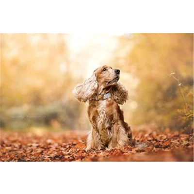 Image of Diamond Painting Kits for Adults , DIY 5D Cocker Spaniel Full Drill Crystal Rhinestone Embroidery Pictures Arts Craft Home Wall Decor 30x40cm