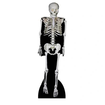 Image of Star Cutouts Cut Out of Skeleton
