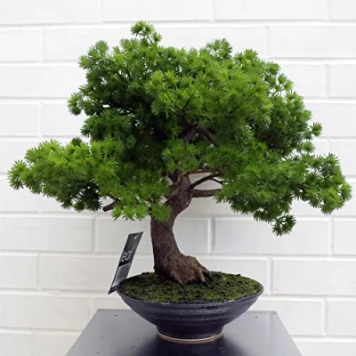 Image of Premium Bonsai Tree