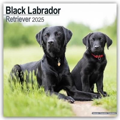 Image of Black Labrador Retriever Puppies 2025 12 x 24 Inch Monthly Square Wall Calendar Plastic Free BrownTrout Animals Dog Breeds Puppy