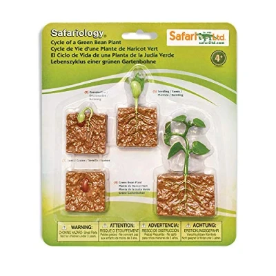 Image of Safari 662416 Ltd. Life Cycle Of A Green Bean Plant