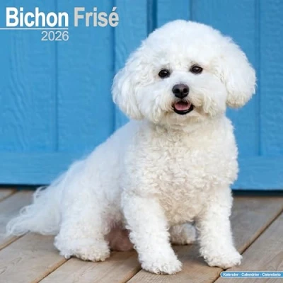 Image of Bichon Frisé Calendar 2026