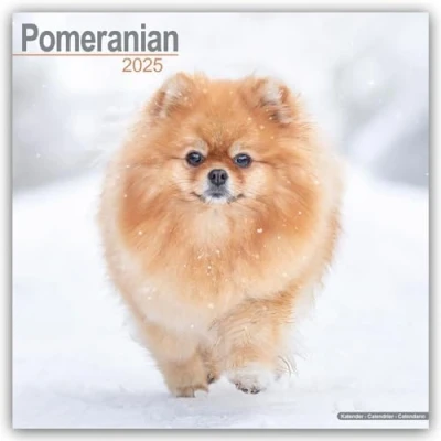 Image of Pomeranian 2025 Square Wall Calendar Dog Breed Calendar: Original Avonside Kalender [Mehrsprachig] [Kalender]
