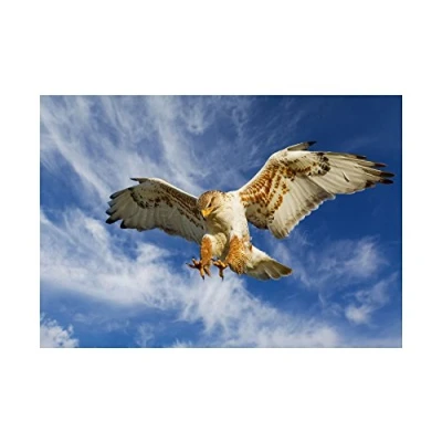 Image of Wee Blue Coo Photo Nature Bird Prey Eagle Hunting Attack Wall Art Print