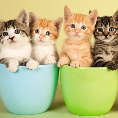 Image of Carte Blanche 3D Holographic Card Up Close Kitten pairs in Pot