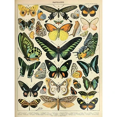 Image of Artery8 Millot Encyclopedia Page Moths Butterflies Premium Wall Art Canvas Print 18X24 Inch