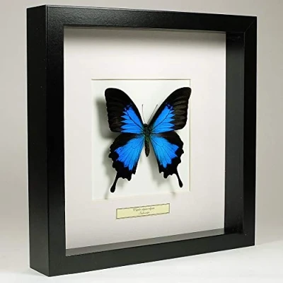 Image of De Museumwinkel.com Papilio Ulysses Blue Emperor Real Taxidermy Butterfly Mounted Under Glass in Handmade Black Wooden Frame