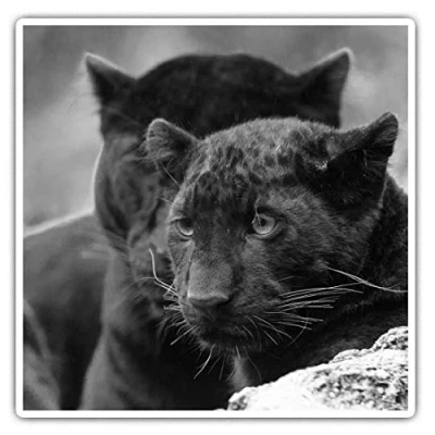 Image of 2 x 10cm Square Vinyl Stickers Wild Black Panther Cat Animal Decals 39347