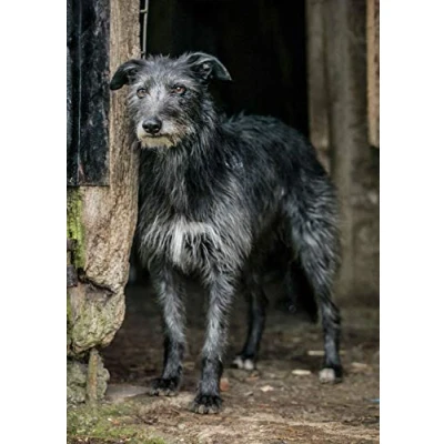 Image of Charles Sainsbury Plaice Exmoor Lurcher Greeting Card