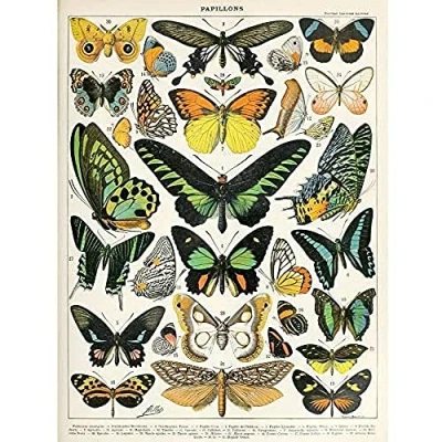 Image of Artery8 Millot Encyclopedia Page Moths Butterflies Unframed Wall Art Print Poster Home Decor Premium