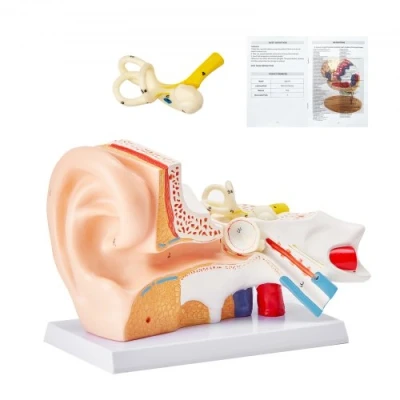 Image of VEVOR Human Ear Anatomy Model, 3 Parts 5 Times Enlarged Model Displaying Outer, Middle, Inner with Base, Professional PVC Anatomical for Education Physiology Study Teaching