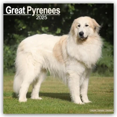 Image of Great Pyrenees 2025 Square Wall Calendar by Red Robin Publishing