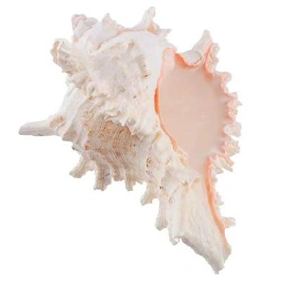 Image of Conch shell,conch decorations,ocean décor,sea shell,1pc Natural New Large Queen Nautical Shells Seashell Beach Home Decoration