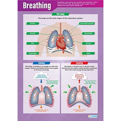 Image of Breathing Science Posters Gloss Paper measuring 850mm x 594mm (A1) Charts for the Classroom Education by Daydream