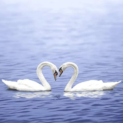 Image of 20 Lunch Napkins Loving Swans 33 cm