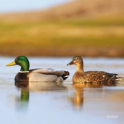 Image of Really Wild Cards RSPB Mallard With Sound Effect Greeting Card