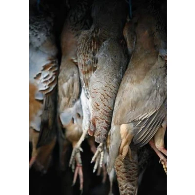 Image of English and French Partridge Shooting Greeting Card by Charles Sainsbury Plaice