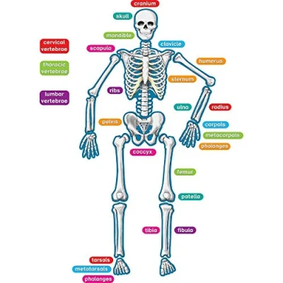 Image of Teacher Created Resources Human Skeleton Magnetic Accents (77241)