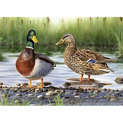 Image of DIY 5D Diamond Painting by Number Kits for Adults Landscape Wild Duck Full Crystal Rhinestone Embroidery Cross Stitch Arts Craft Home Wall Decor 30x40cm/12x16in
