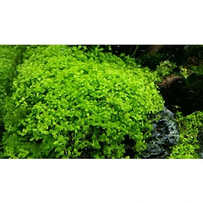 Image of Micranthemum&quot;Monte Carlo&quot; 1 Bunch Live aquarium plant