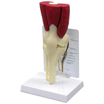 Image of 3B Scientific Muscled Knee Model