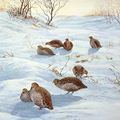 Image of Pack of 6 Charity Christmas Cards (MED CHMT0035) Snowy Landscape, Wildlife in The Snow Stunning Artistic from Medici Sold Aid Marie Curie