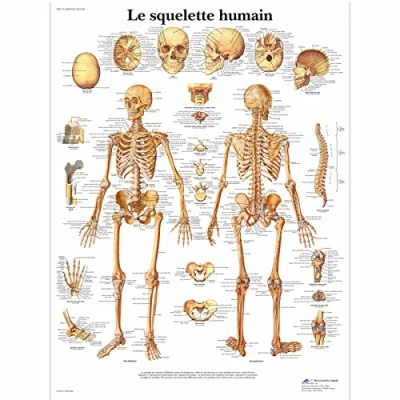 Image of 3B Scientific VR2113L Anatomical Chart, The Human Skeleton