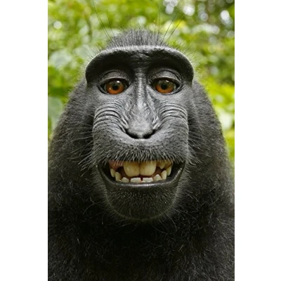 Image of Edition Colibri Funny Monkey Lenticular Postcard with Interchangeable Image / Wobble Effect (10138)
