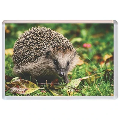 Image of Hedgehog Cute Jumbo Fridge Magnet ID752