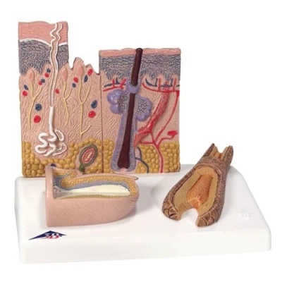 Image of 3B Scientific Skin Section + free Anatomy App Smart