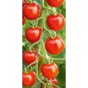 Image of Seeds of Vegetable Tomato Crimson Cherry F1