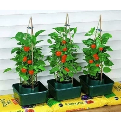 Image of Garden Mile Tomato Plant Pots Supports Greenhouses Hardwearing Green Plastic for Tomatoes, Strawberries, Herbs or Outdoor Growing Plants Vegetables Allotment Beds Greenhouse 3pc
