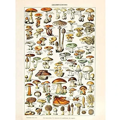Image of Artery8 Millot 19th Century Mushrooms Encyclopedia Page Unframed Wall Art Print Poster Home Decor Premium
