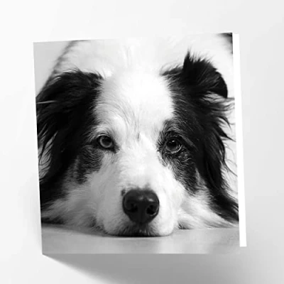 Image of Maturi Border Collie Dog Photographic Blank Birthday Greetings Card, 15.5 x cm