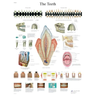 Image of 3B Scientific VR1263L Human Anatomy The Teeth Chart, Laminated Version