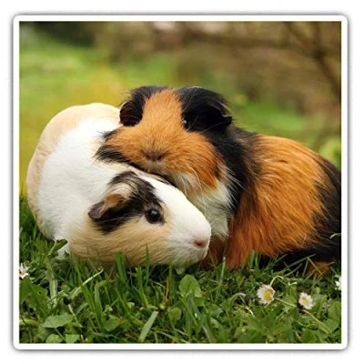 Image of 2 x 10cm Square Vinyl Stickers Guinea Pig Pair Pet Piggy Animal Decals 45262