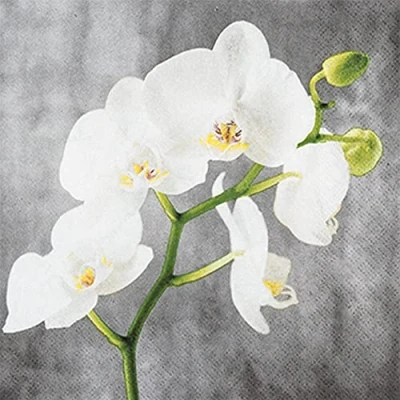 Image of 20 Small Cocktail Napkins White Orchid Flowers Timeless Table Decoration Decoupage Napkin Technology 25 x cm