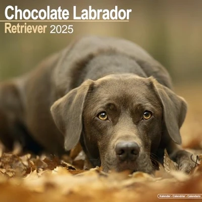 Image of Chocolate Labradors 2025 Square Wall Calendar by Red Robin Publishing