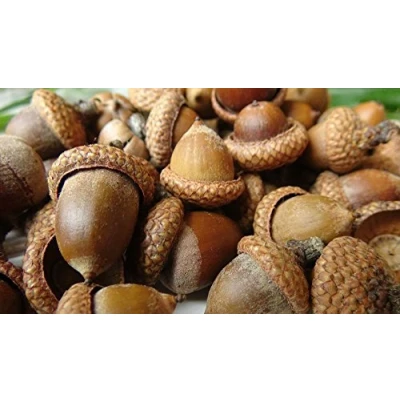Image of 150 Grams ( 50 60 Pieces) Real Acorns, Natural Dry Red Oak DIY