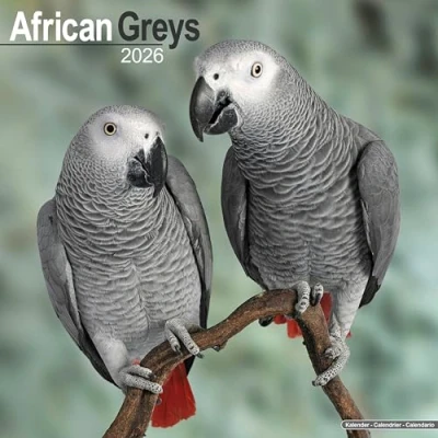 Image of African Greys Calendar 2026