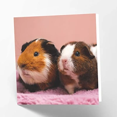 Image of Maturi Guinea Pigs Photographic Blank Birthday Greetings Card, 15.5 x cm