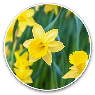 Image of Vinyl Stickers (Set of 2) 25cm Daffodil Flower Field Easter #14350