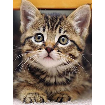 Image of Ziiajune DIY 5D Diamond Art Kitten Animal, Painting Kits for Adults, Paint with Diamonds Kits, Full Drill Rhinestone Cross Stitch Embroidery Home Wall Decoration 30x40cm